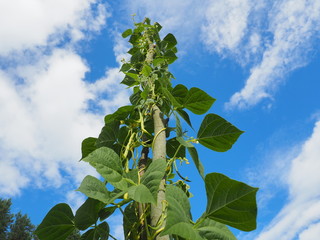 A view of a bean plant against the sky 