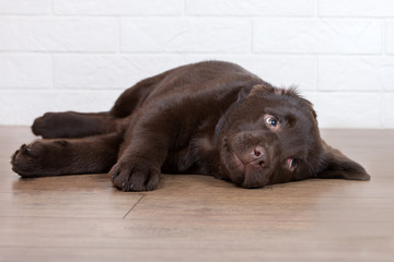 tired labrador puppy lying down on the floor