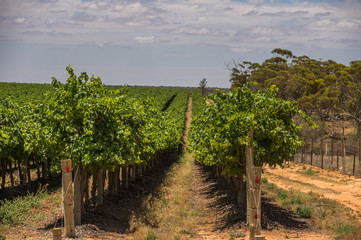 Fototapeta premium Vineyard cultivation in rural South Australia is well suited to the temperate climate in the region