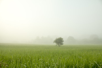 Fototapeta na wymiar Tree in the mist with Green Rice Field on morning sun light