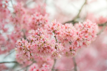 Naklejka premium Branch of sakura flower, Cherry blossom.
