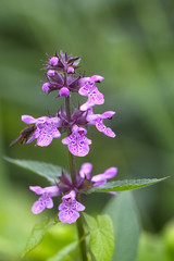 Purple Dead-nettle (Lamium purpureum), Cornwall, England, UK.