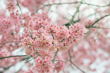Branch of sakura flower, Cherry blossom.