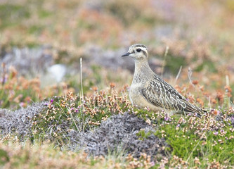 Eurasian Dotterel (Charadrius morinellus), juvenile, Gwennap Head, Cornwall, England, UK.