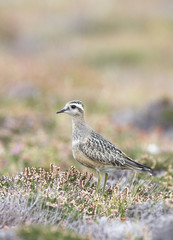 Eurasian Dotterel (Charadrius morinellus), juvenile, Gwennap Head, Cornwall, England, UK.
