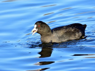 The Eurasian coot (Fulica atra) floating on cold, crystal water