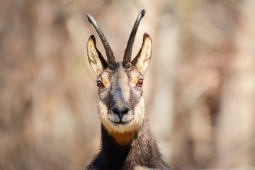 Alpine chamois in Gran Paradiso National Park, Italy