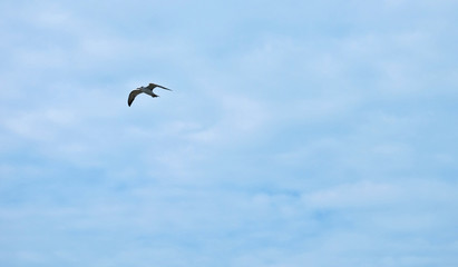 Beautiful Seagulls flying in the sky