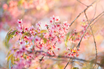 Branch of sakura flower, Cherry blossom.