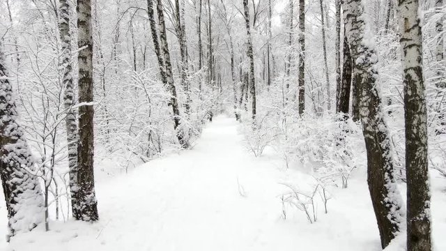 Slowly flying over footpath in birch forest covered with snow