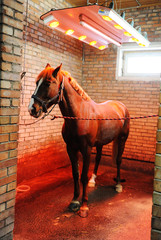 Bayard in special solarium for horses during the procedure