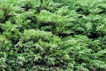 Creeping juniper in the garden