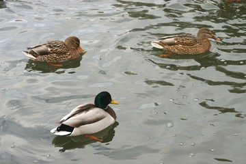 photos of beautiful ducks on the water  4