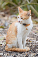 Close up of red cat's face