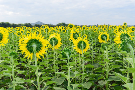 backside of Sunflower 