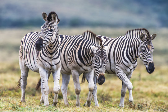 Burchells Zebra stallions walking together in a group