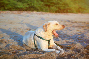 Labrador open mouth