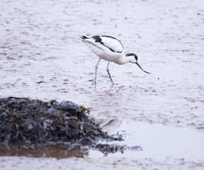 Avocet