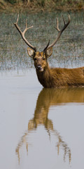 Deer with beautiful horns standing in the water with the reflection in the wild. India. National Park. An excellent illustration.