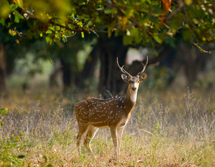 Deer with beautiful horns standing in the jungle in the wild. India. National Park. An excellent illustration.