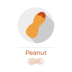 Peanut vector illustration
