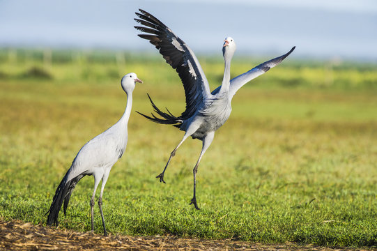 Blue Crane pair partaking in their pair bonding display dance