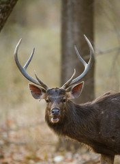 Obraz premium Portrait of a beautiful deer with antlers in the wild. India. National Park. An excellent illustration.