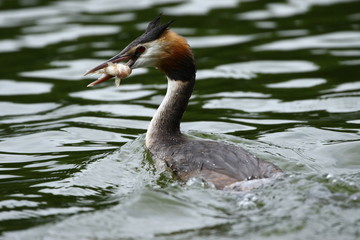 Great Crested Greeb