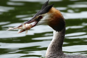 Great Crested Greeb