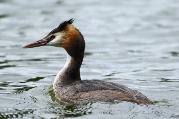 Great Crested Greeb