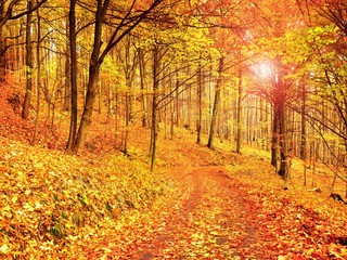 Forest Road in autumn. Autumn Landscape. Colors of leaves
