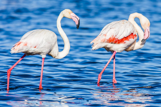 Greater Flamingoes standing in shallow water