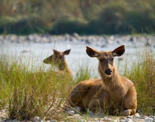 Deer lying on the river bank in the grass in the wild. India. National Park. An excellent illustration.