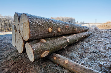 Frozen logs laying on winter ground