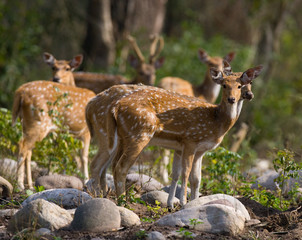 Group of deer’s are standing in the jungle in the wild. India. National Park. An excellent illustration.