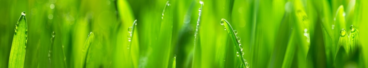 Fototapeta fresh young oats with dew (panorama) obraz