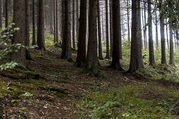 Waldboden in einem Fichtenwald