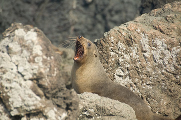 Seal with a mouth open in New Zealand