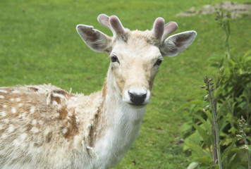 Deer faun