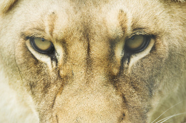 Lion eyes. Big cat. 
