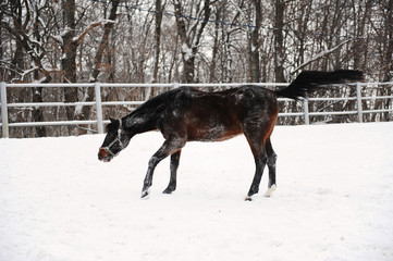 The brown horse is playing and floundering in the snow at background of monochrome winter landscape