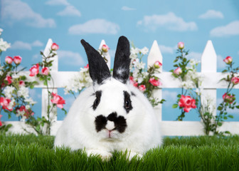 white and black dwarf mixed bunny laying in green grass facing viewer, white picket fence with...