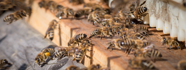 Bienen