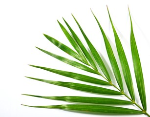 Green palm leaf on a white backdrop for card and background.