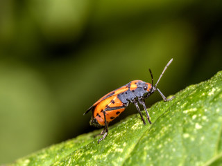 Milkweed bug on plant