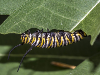 Monarchn Caterpillar, larval, Lepidoptera