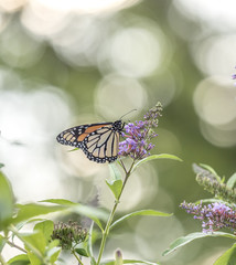 monarch butterfly,Danaus plexippus