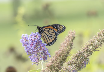  monarch butterfly,Danaus plexippus