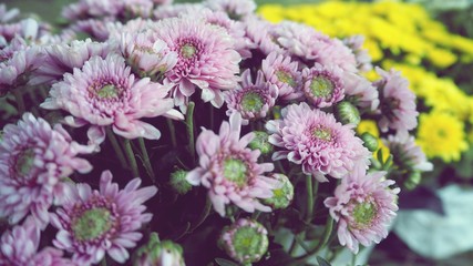 close up white daisy flowers, event decoration, vintage dramatic background, sad valentine, Christmas and new year