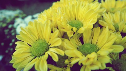 close up white daisy flowers, event decoration, vintage dramatic background, sad valentine, Christmas and new year